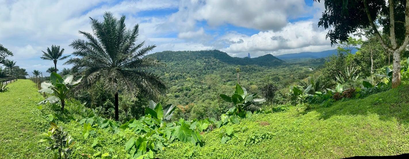 Primary rainforest in Obo National Park, central São Tomé