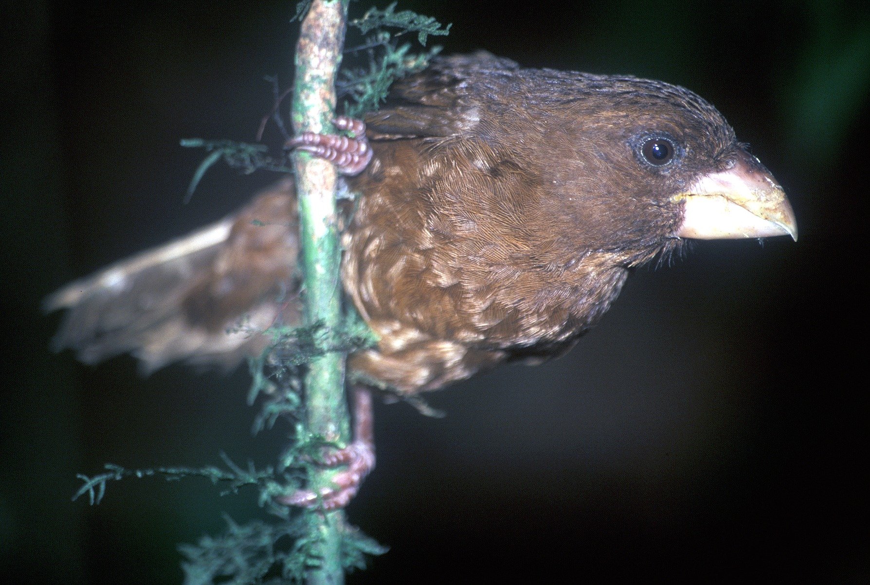 São Tomé ibis photographed in the forests of São Tomé