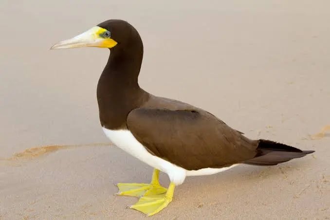 Brown booby seabird with distinctive yellow facial markings and webbed feet