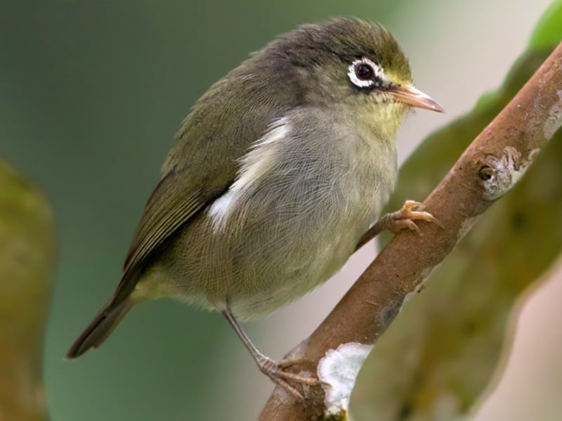 White-eye bird perched on a branch showing distinctive white eye-ring