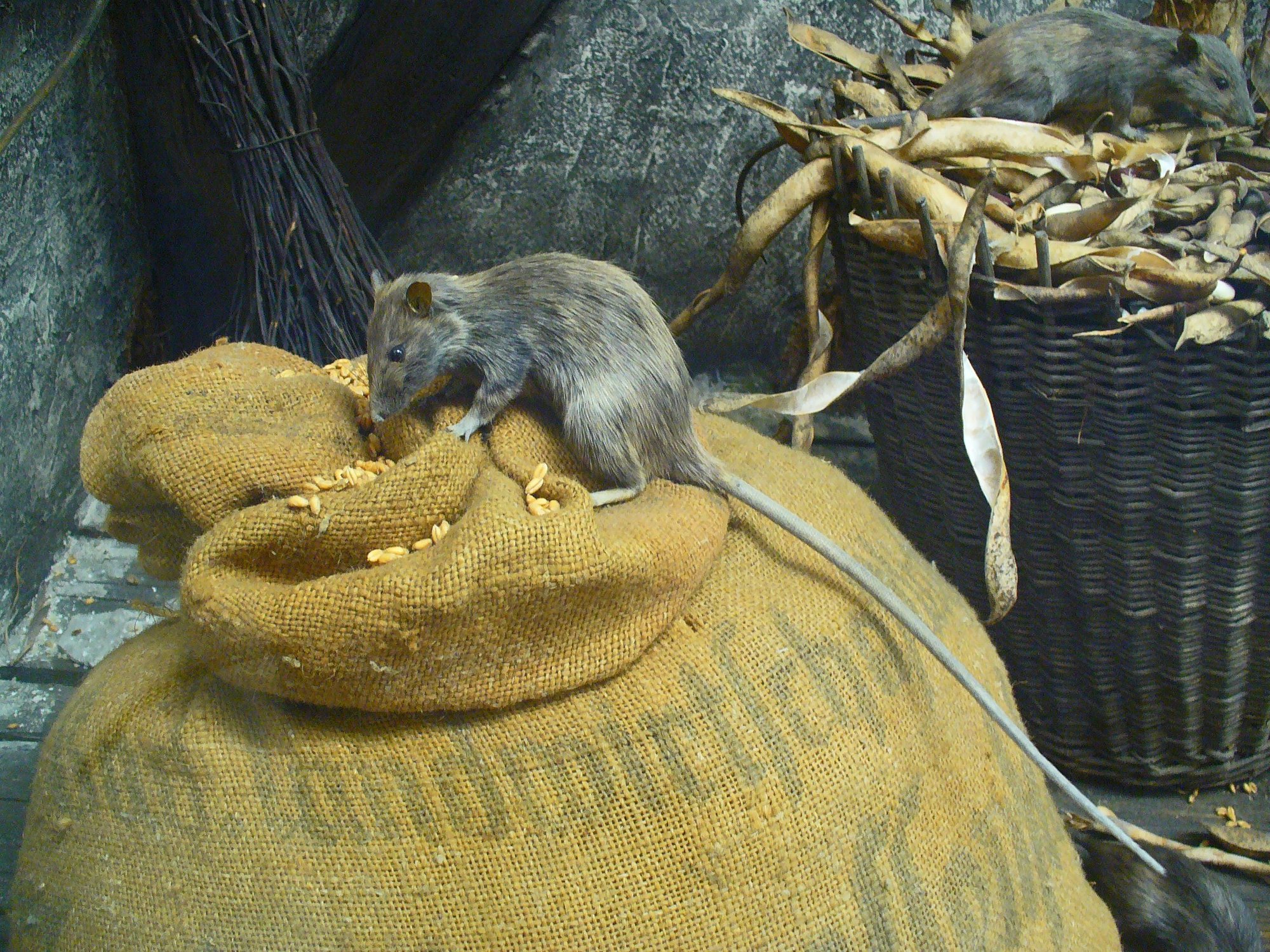Ship rats on sack in warehouse setting