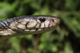 São Tomé snake close-up
