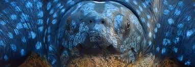 Sea turtle swimming underwater
