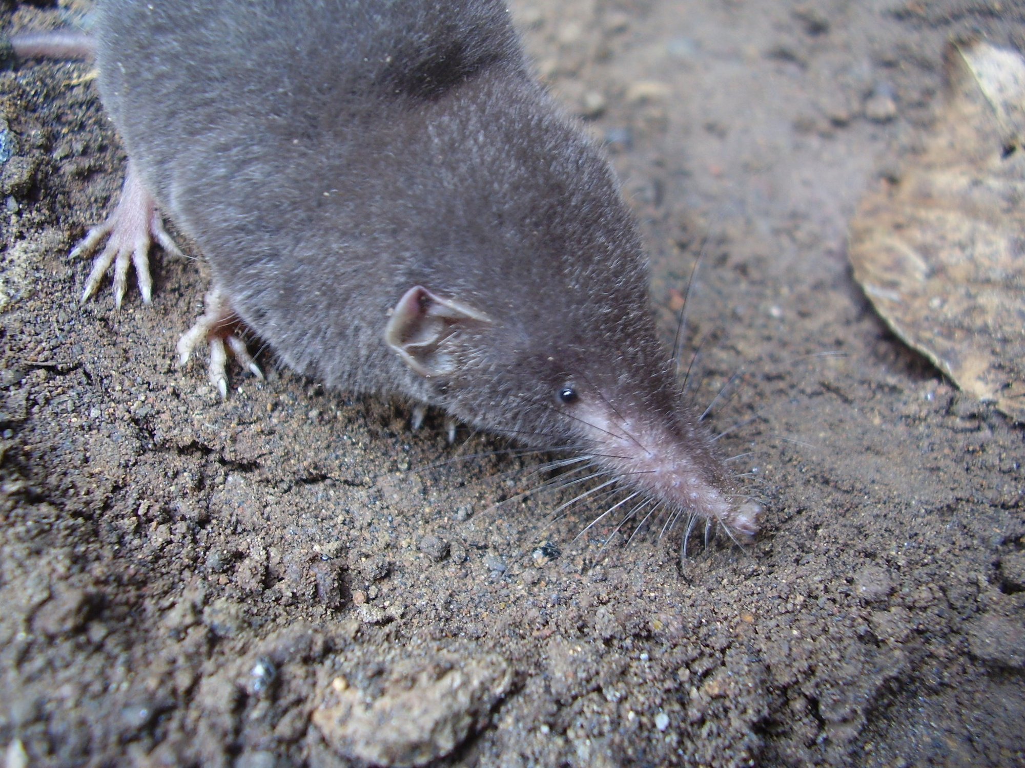 São Tomé shrew, one of only two non flying endemic mammals on the islands
