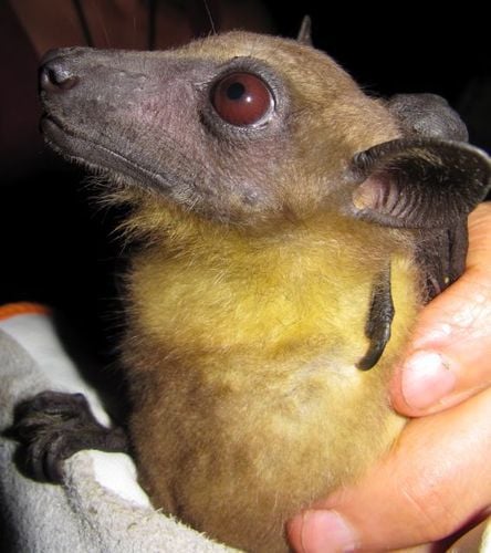 Straw-coloured fruit bat showing distinctive facial features and coloring