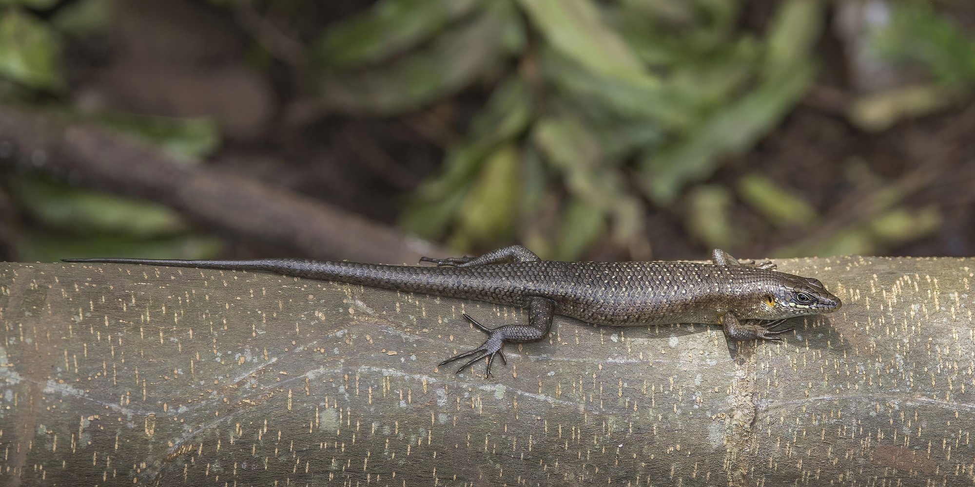 Cobra preta (black cobra), the only venomous snake species on São Tomé