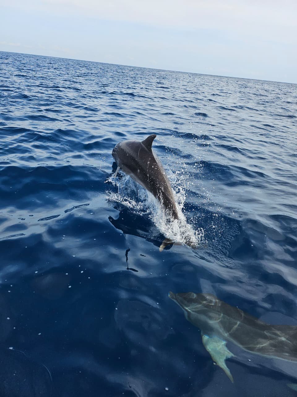 Um golfinho a saltar da água perto da Ilha de São Tomé