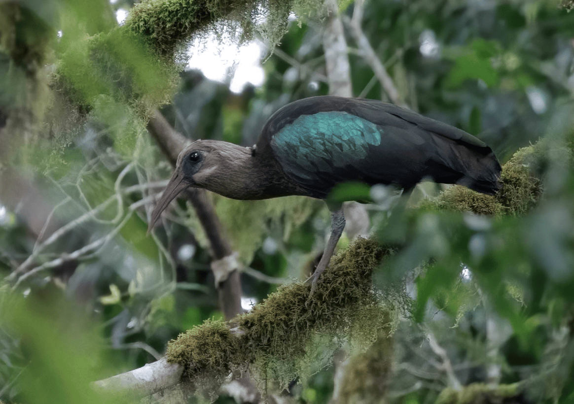 São Tomé ibis perched on moss-covered branch showing iridescent green wing plumage