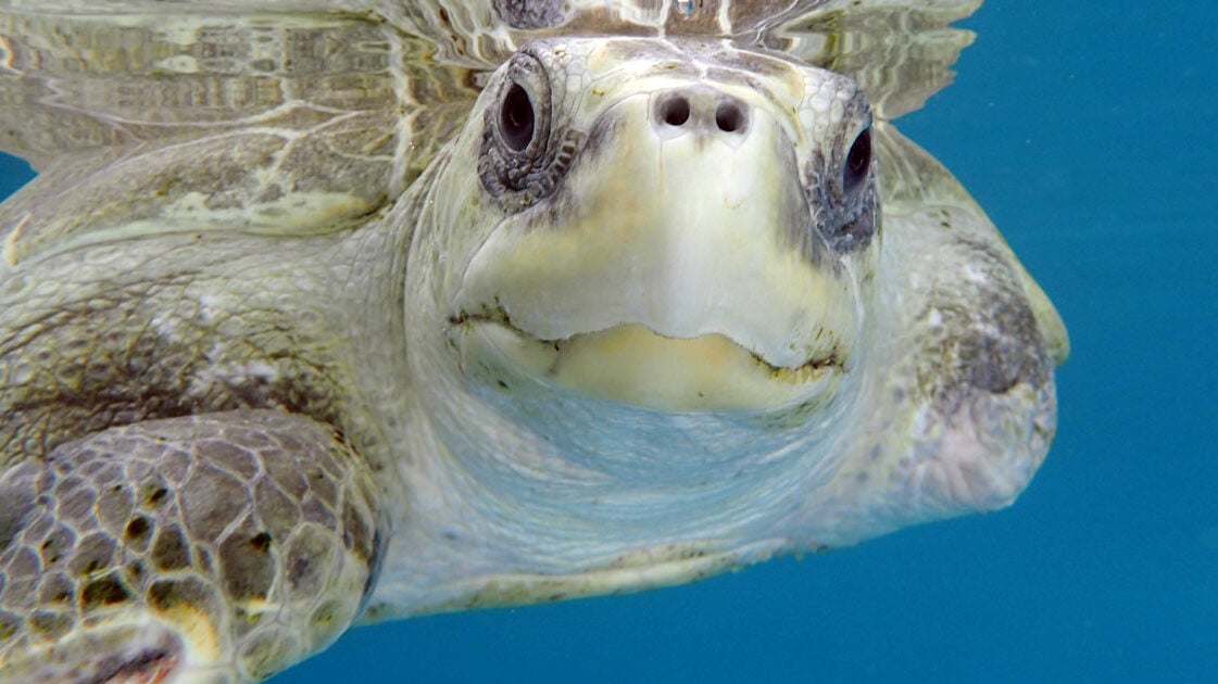 Sea turtle close-up underwater
