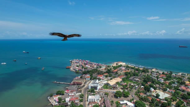 Bird flying over São Tomé coastal town