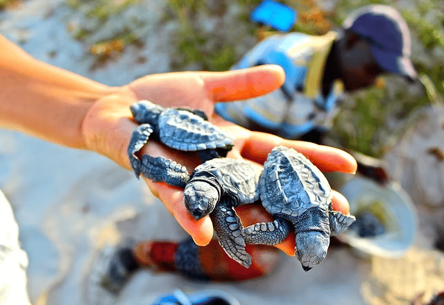 Baby sea turtle hatchlings in hands of conservation worker from Programa Tatô