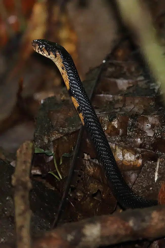 Cobra-preta, the endemic black cobra of São Tomé, showing distinctive scales