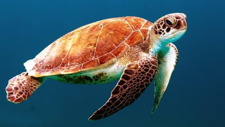 Sea turtle swimming underwater in blue ocean