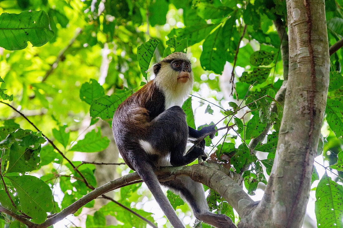 Mona monkey in forest canopy