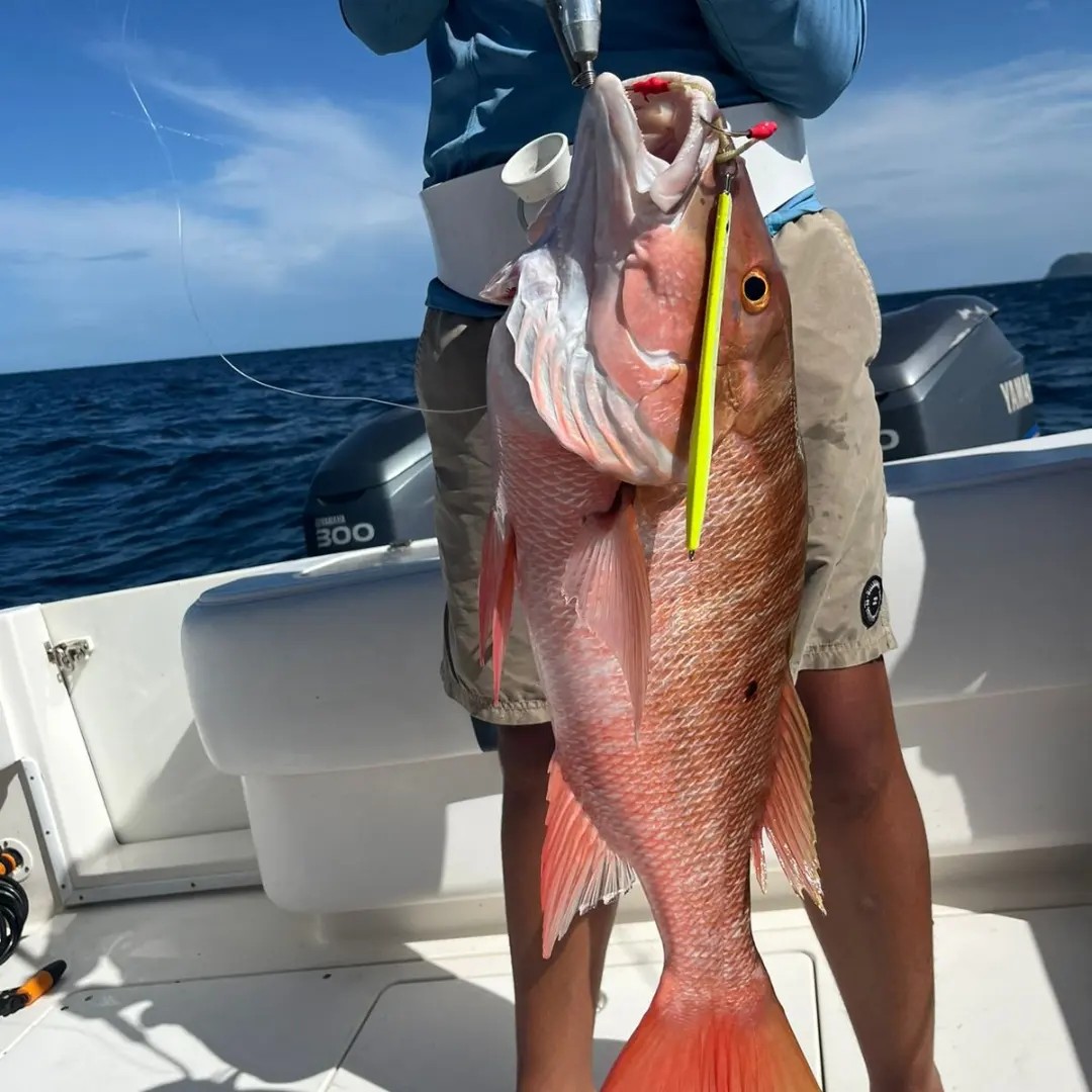 Deep-drop red snapper