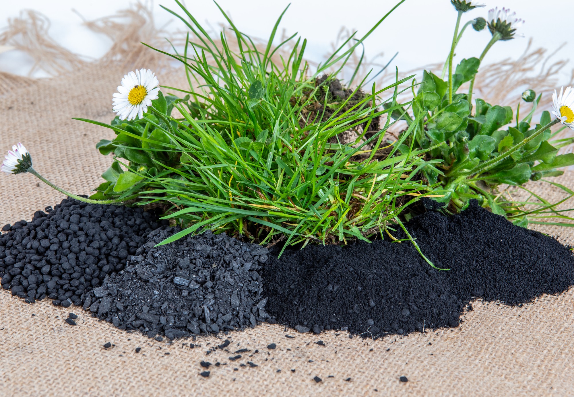 MicroCHAR® granulate applied around a young plant in the field