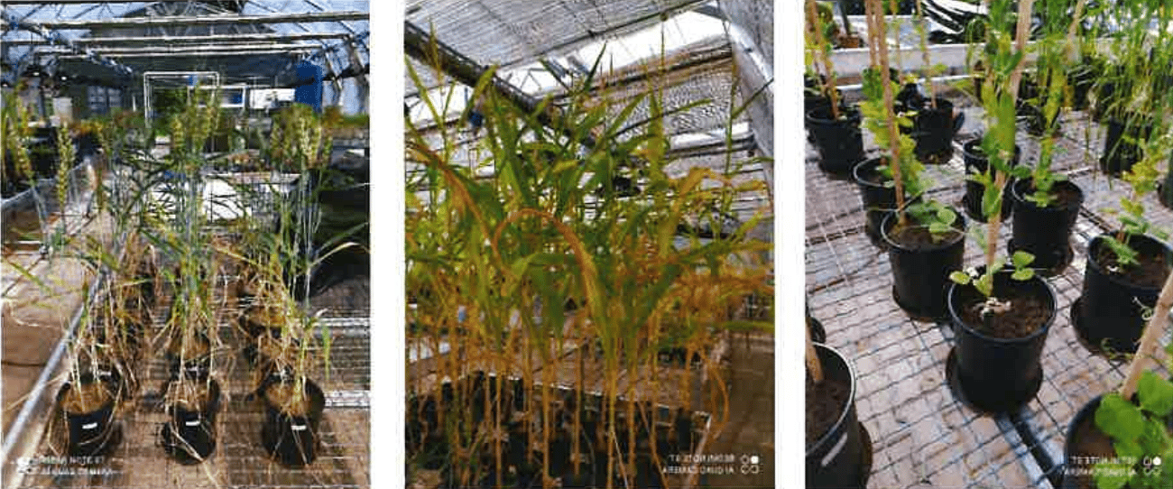 Greenhouse trials with potted plants