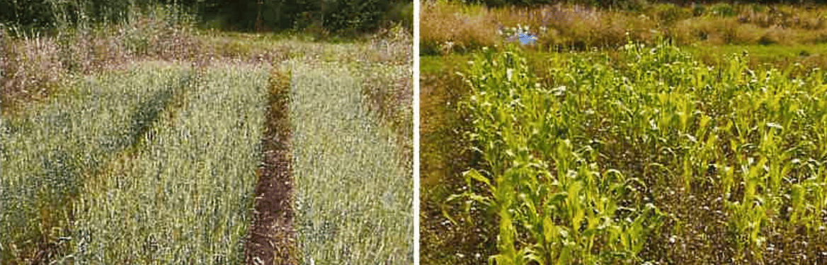 Field trials showing plant rows