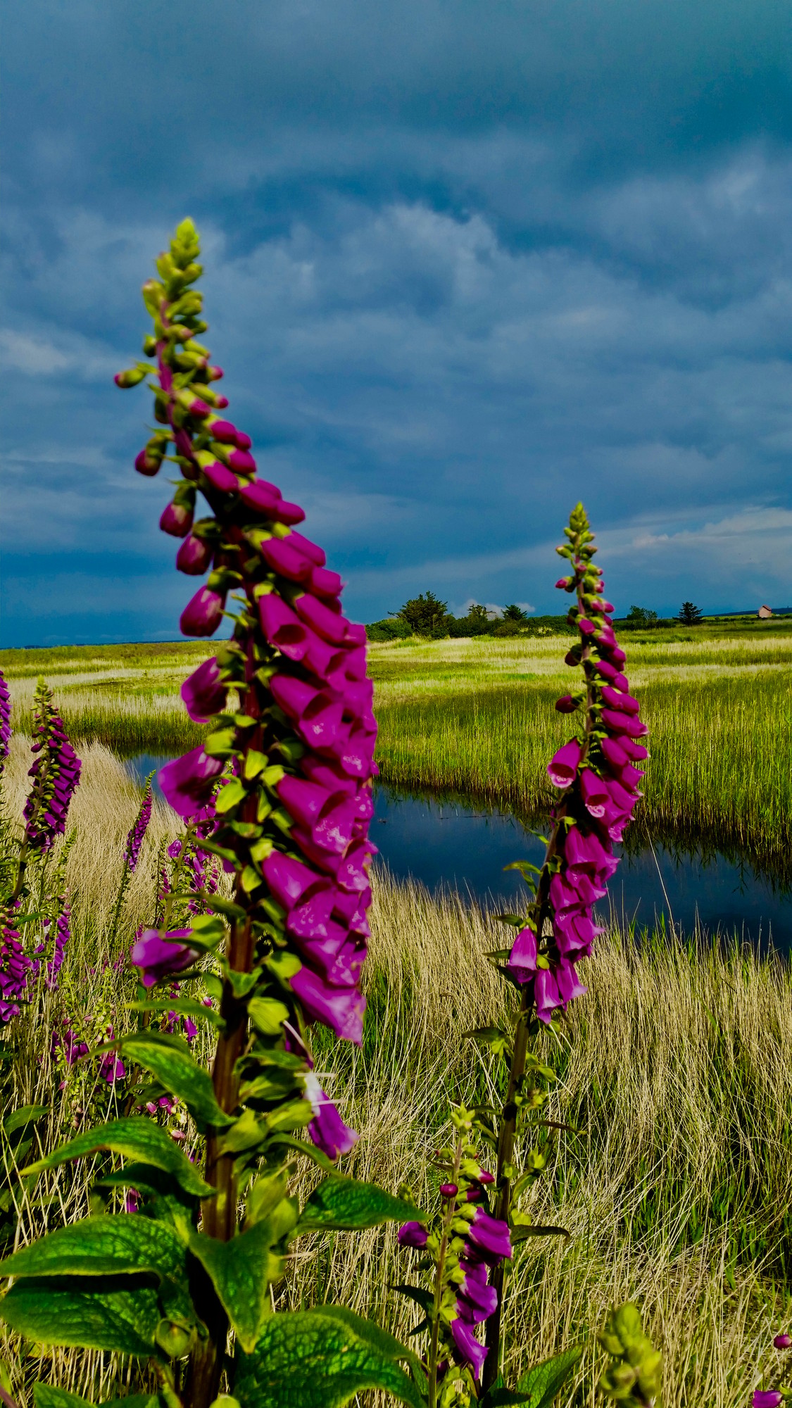 Anna Katrine Madsen fotografi, Digitalis 2020