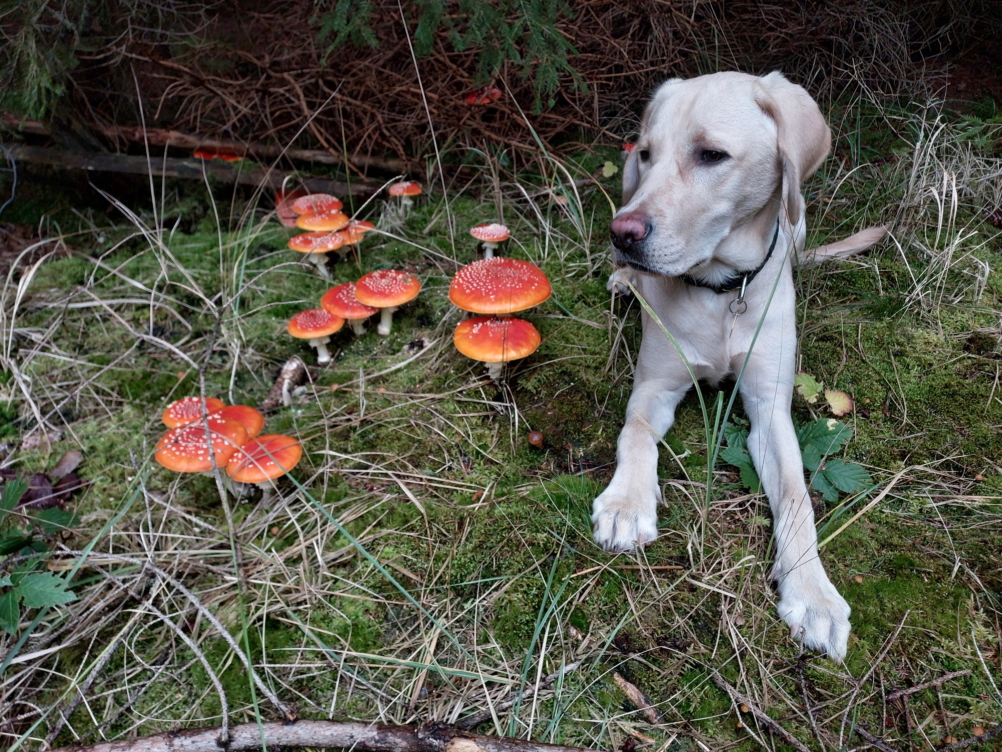 Quenty – labradorský retrívr odpočívá v lese u muchomůrek