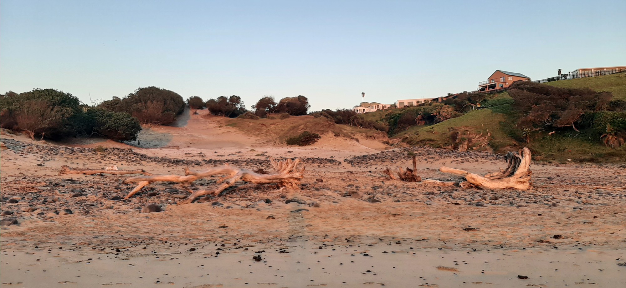 Driftwood on the beach with the cottages nestled in the dunes beyond