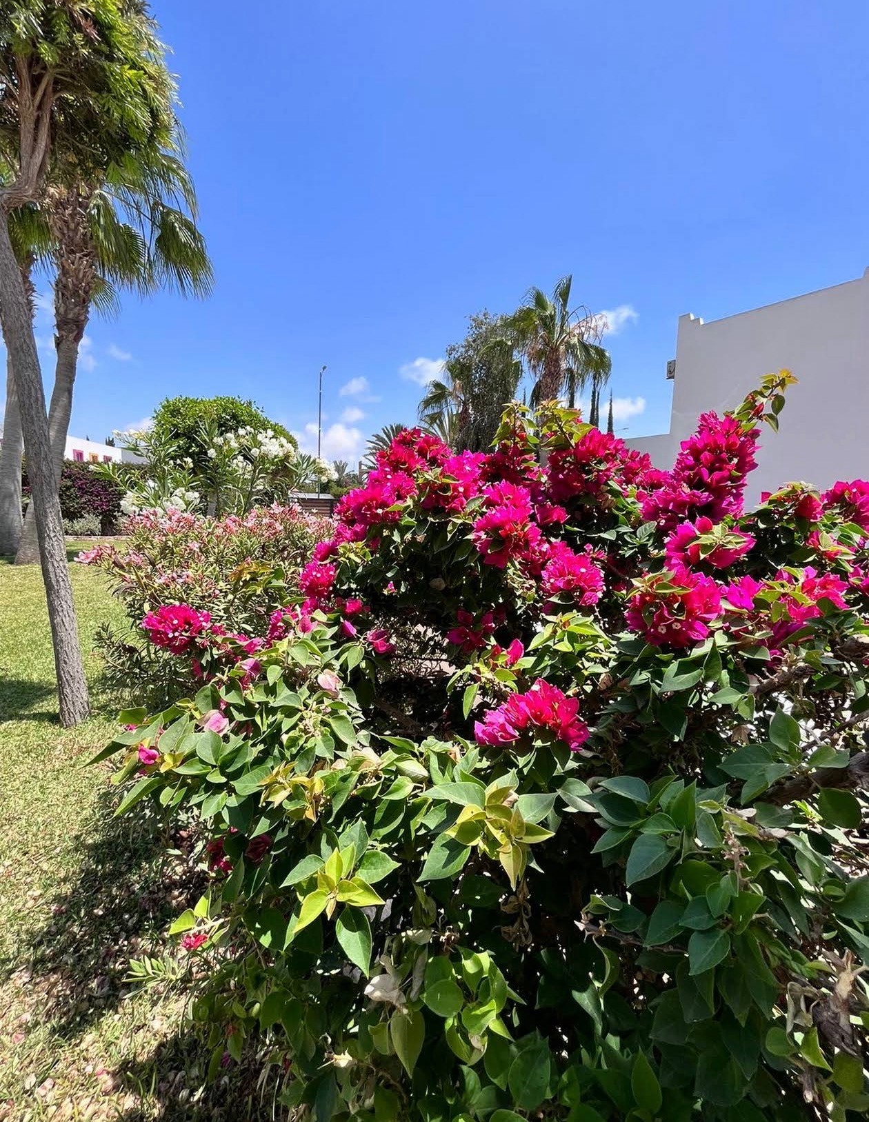 Bougainville in de villatuin