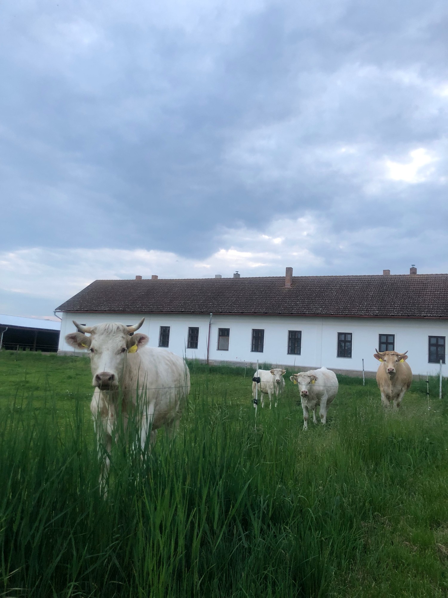 Stádo krav na pastvě při západu slunce