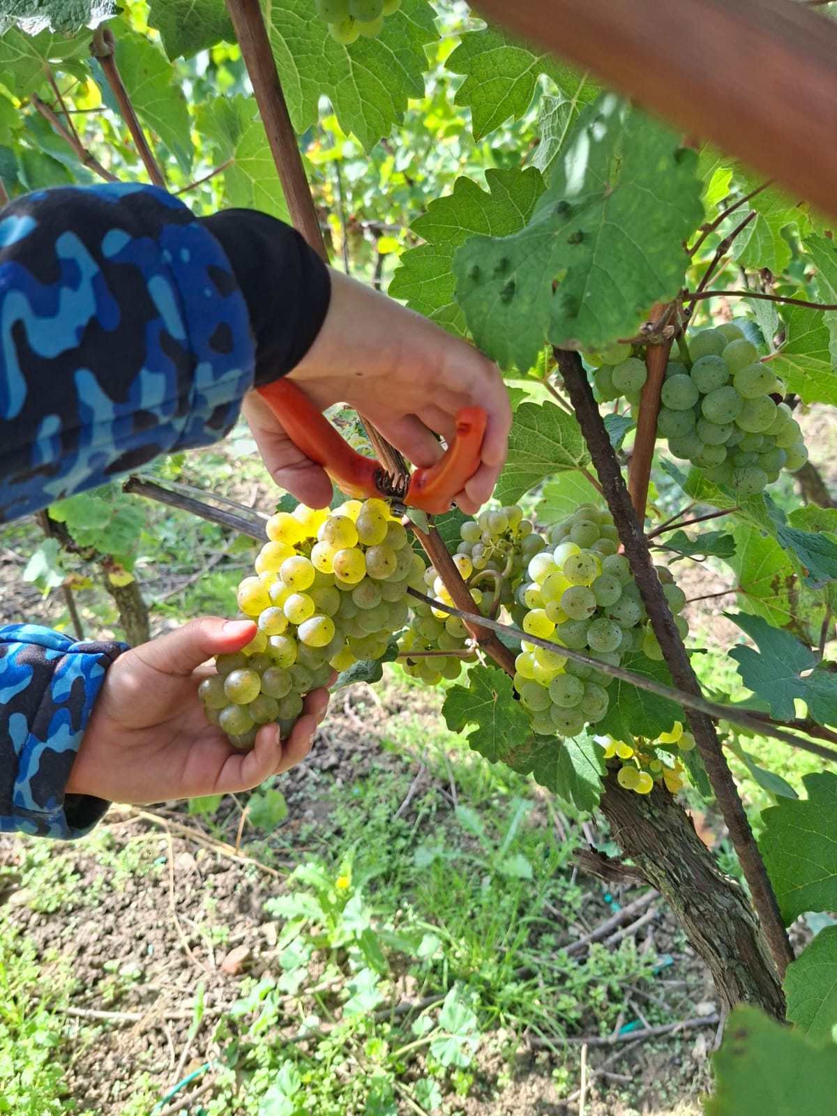 Ruční sklizeň bílých hroznů – dítě stříhá hrozny nůžkami