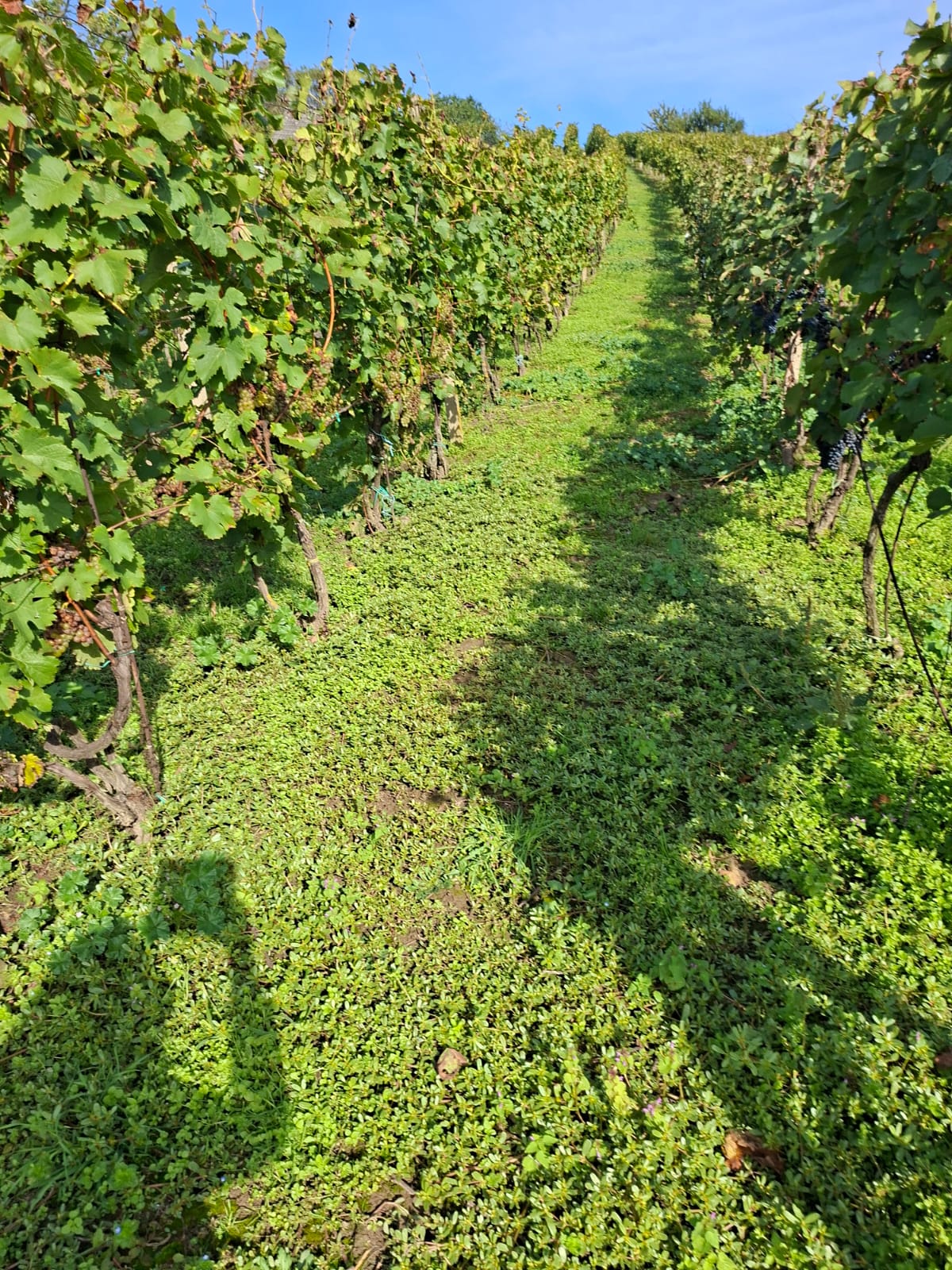Vinice – řady révy na svahu s modrou oblohou