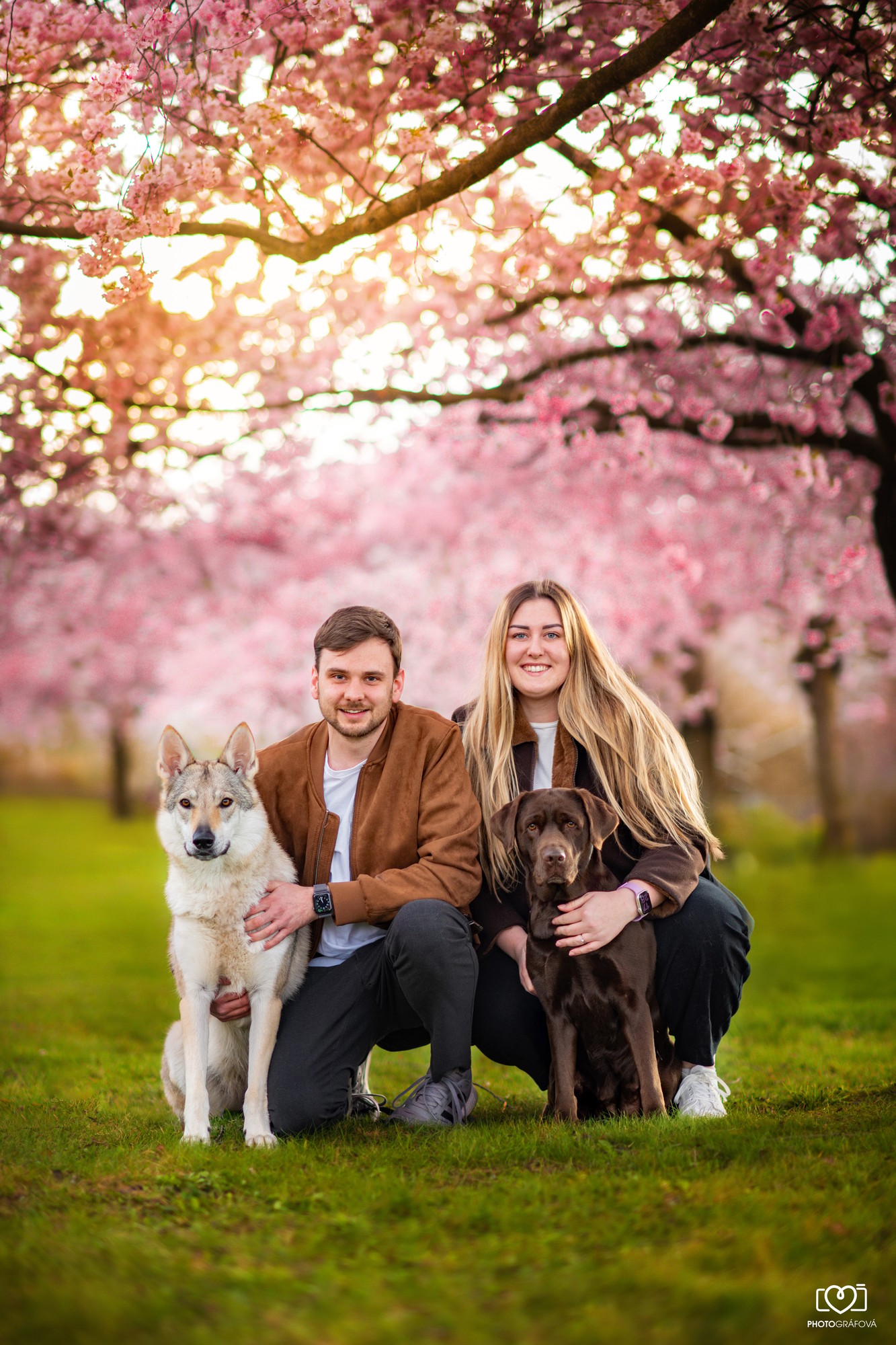Pár s labradorem a československým vlčákem pod sakurami