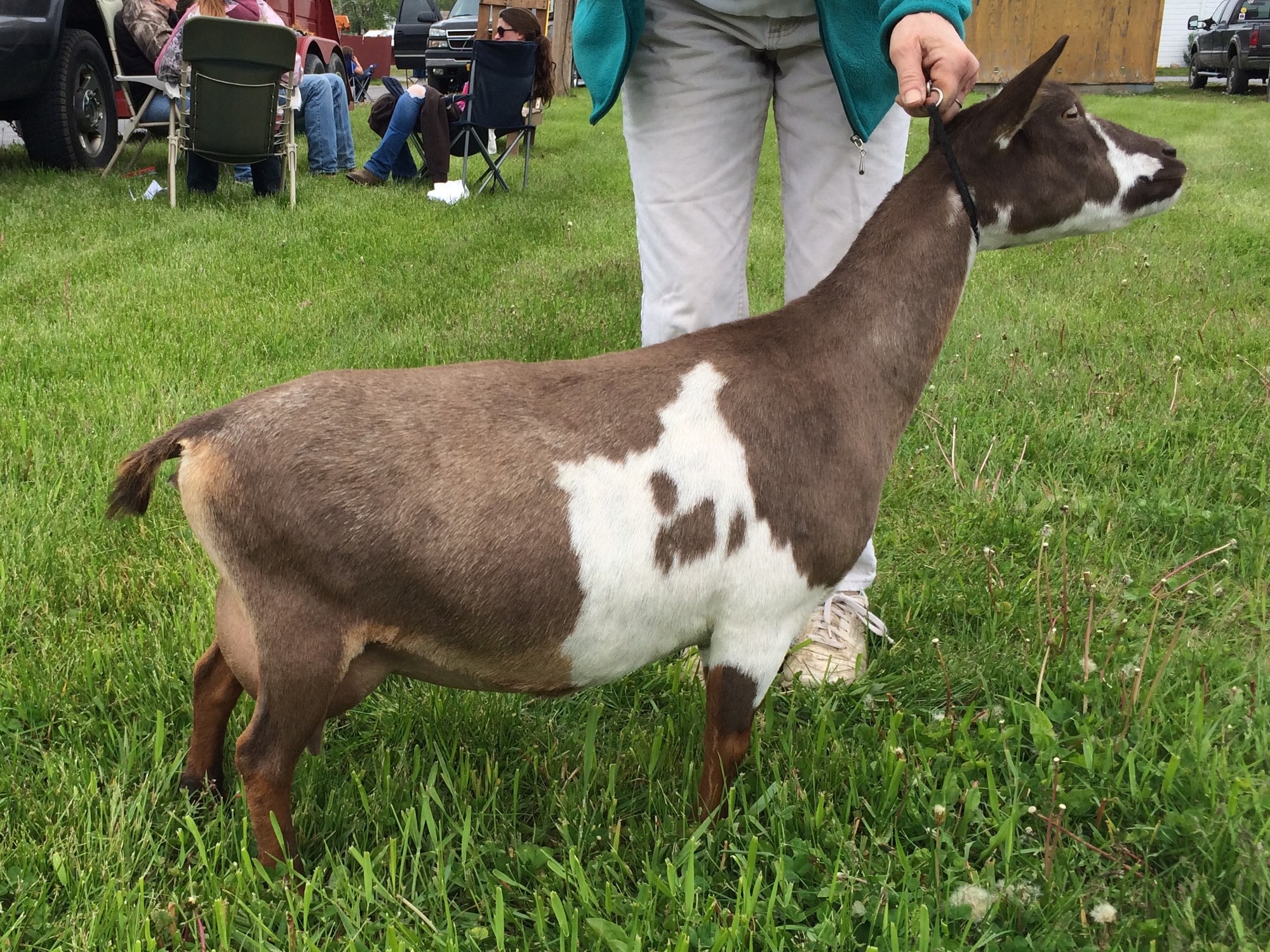 SGCH Sunnydale Farm J Electra-Like AR - Nigerian Dwarf Doe at Sunnydale Farm, Richmond Kentucky