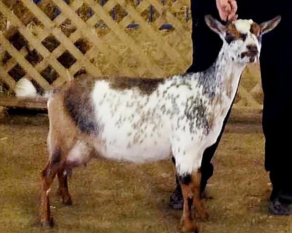 CH Sunnydale Farm H Dandelion - Nigerian Dwarf Doe at Sunnydale Farm, Richmond Kentucky