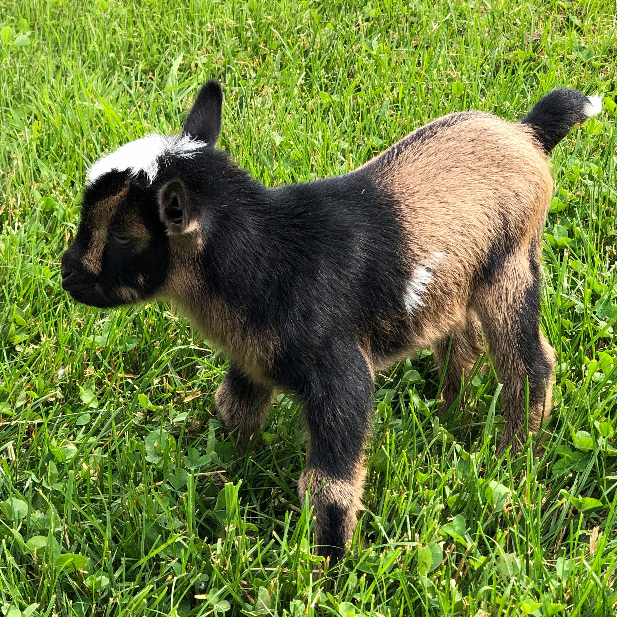 Adorable Nigerian Dwarf Goat close-up portrait at Sunnydale Farm