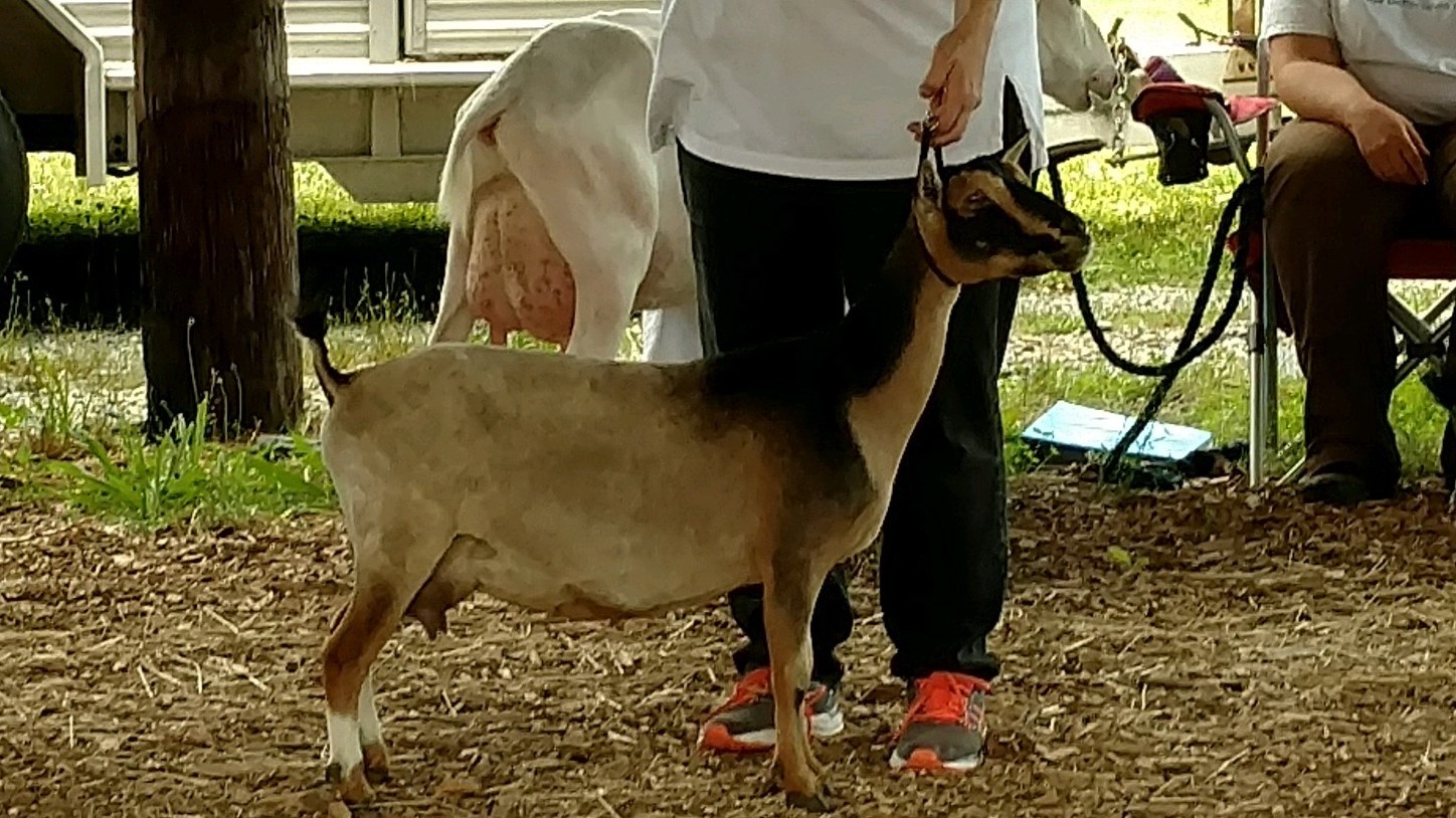 GCH Sunnydale Farm ZM Ginger - Nigerian Dwarf Doe at Sunnydale Farm, Richmond Kentucky