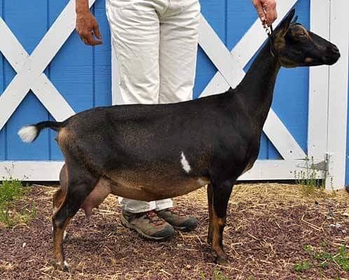 Sunnydale Farm I Hollie - Nigerian Dwarf Doe at Sunnydale Farm, Richmond Kentucky