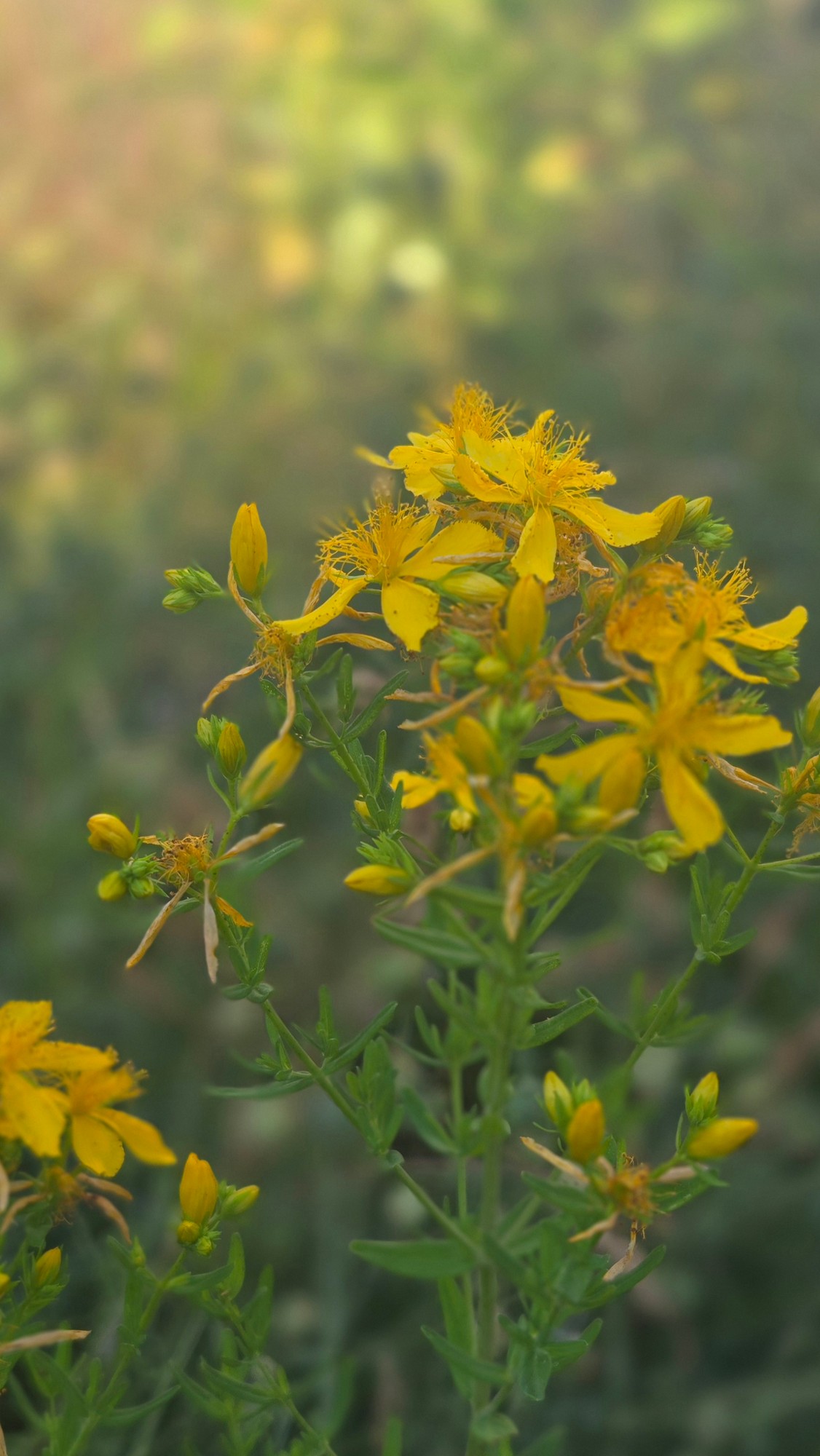 Blühendes Johanniskraut mit gelben Blüten in der Abendsonne