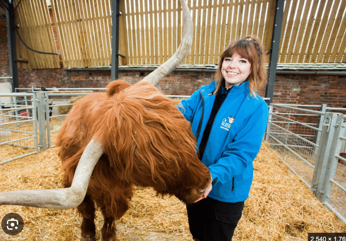 Bluebell Dairy producer with a Highland cow
