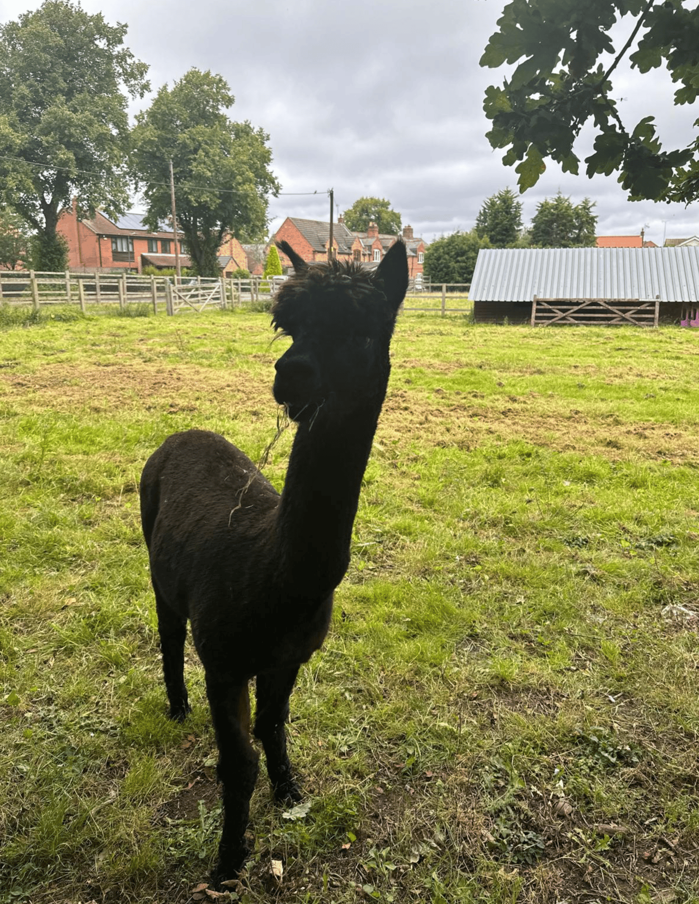 Alpacas at The Dovecote Barn