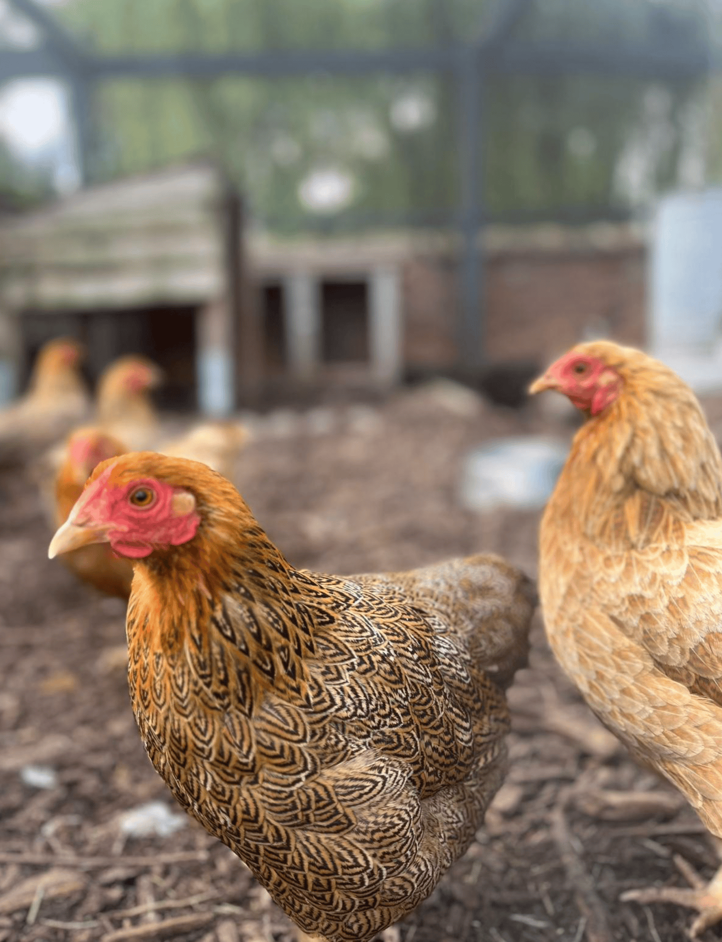 The Dovecote Barn chickens