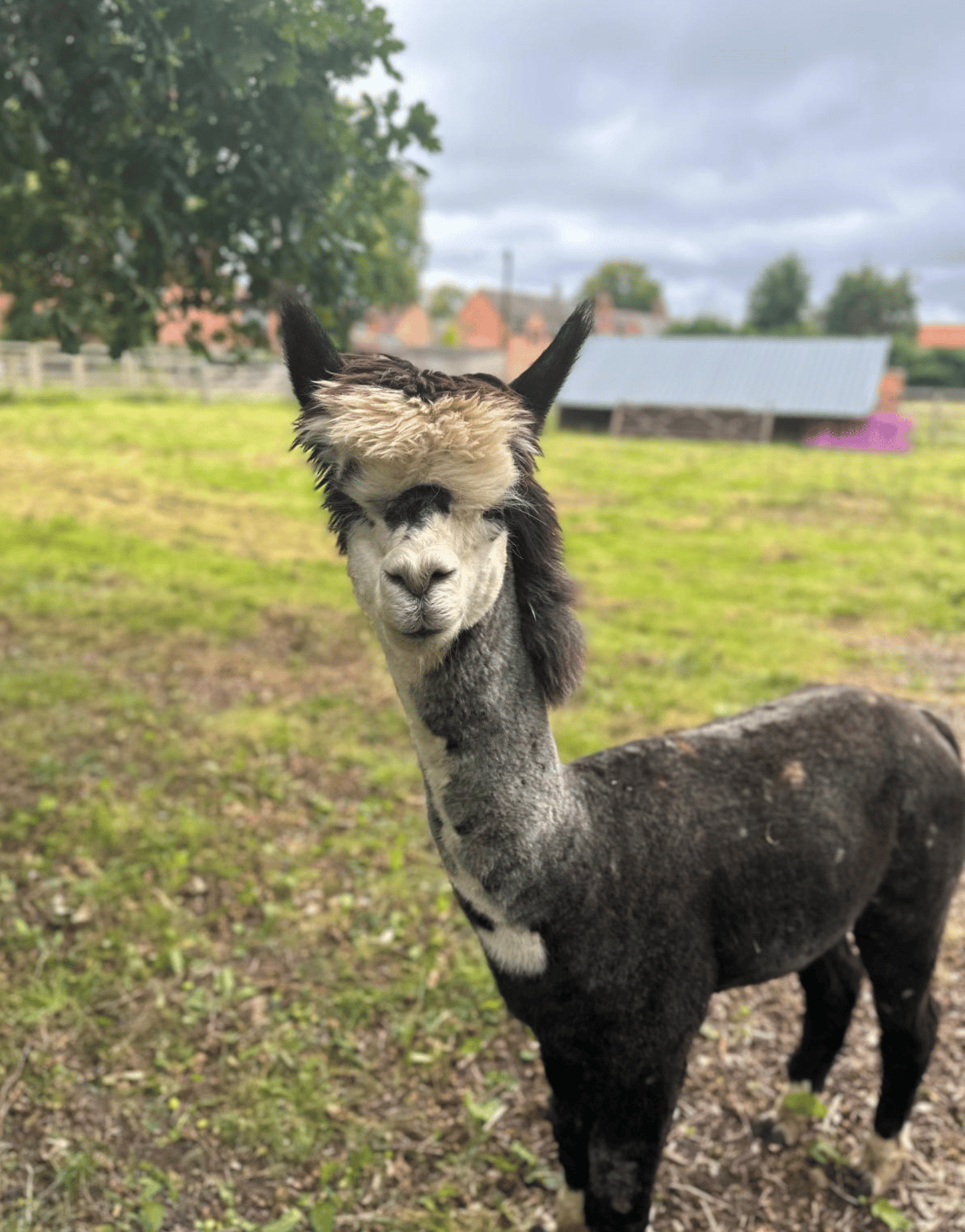 Alpaca in the field at The Dovecote Barn