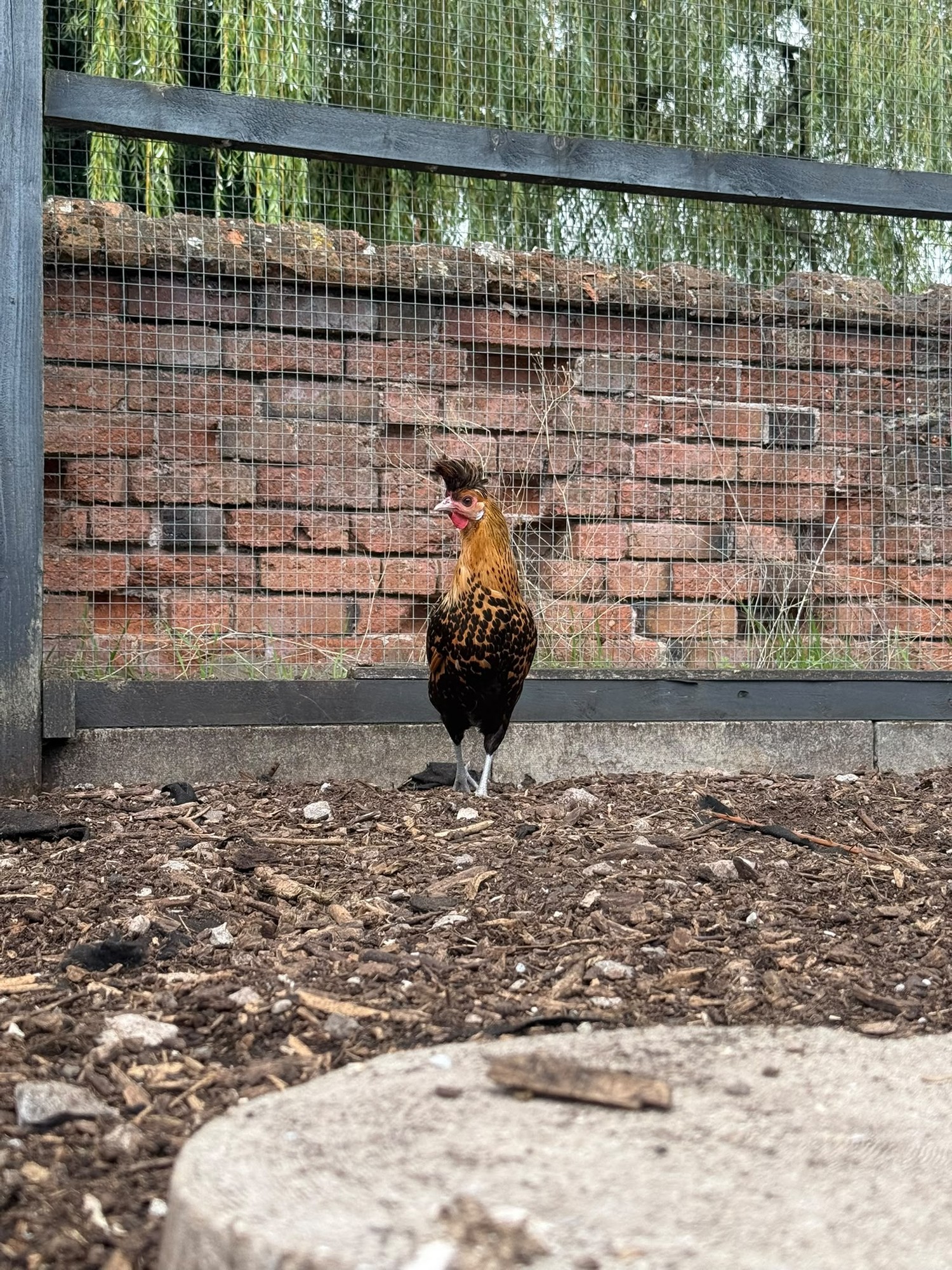 A speckled chicken in the run at The Dovecote Barn