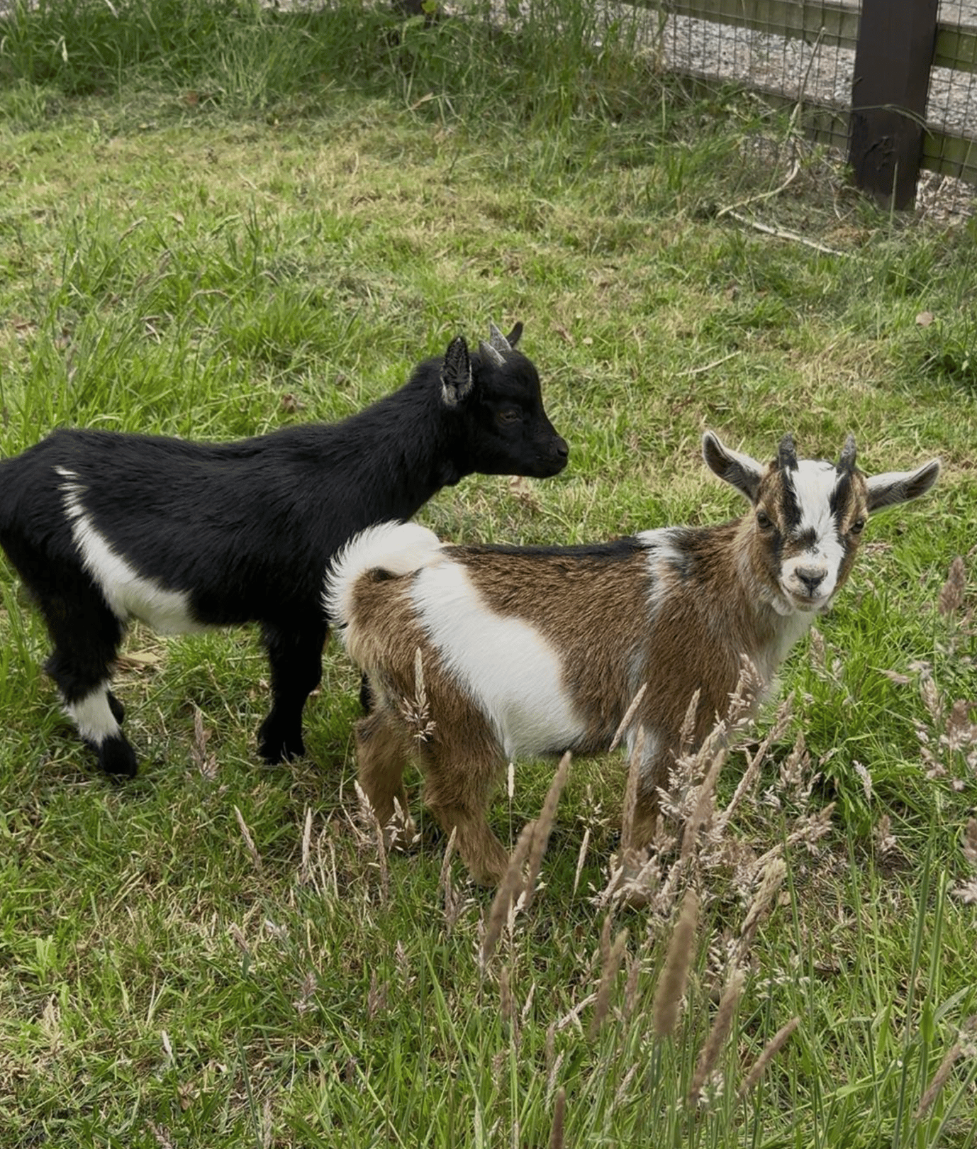 Biscoff and Oreo enjoying the farm