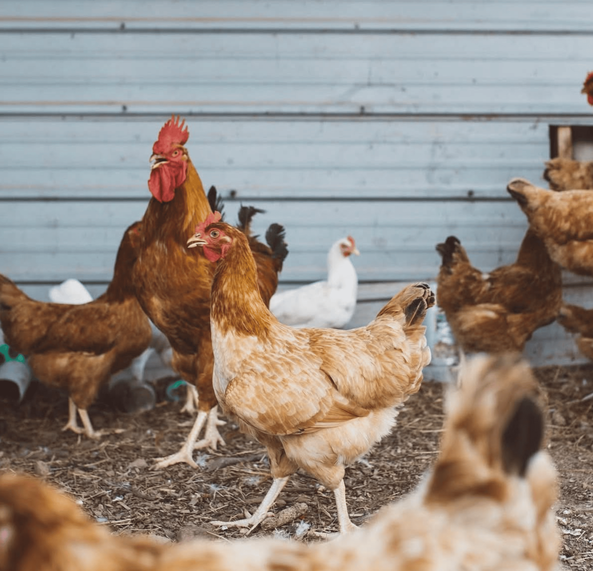 Hens at Birkles Eggs