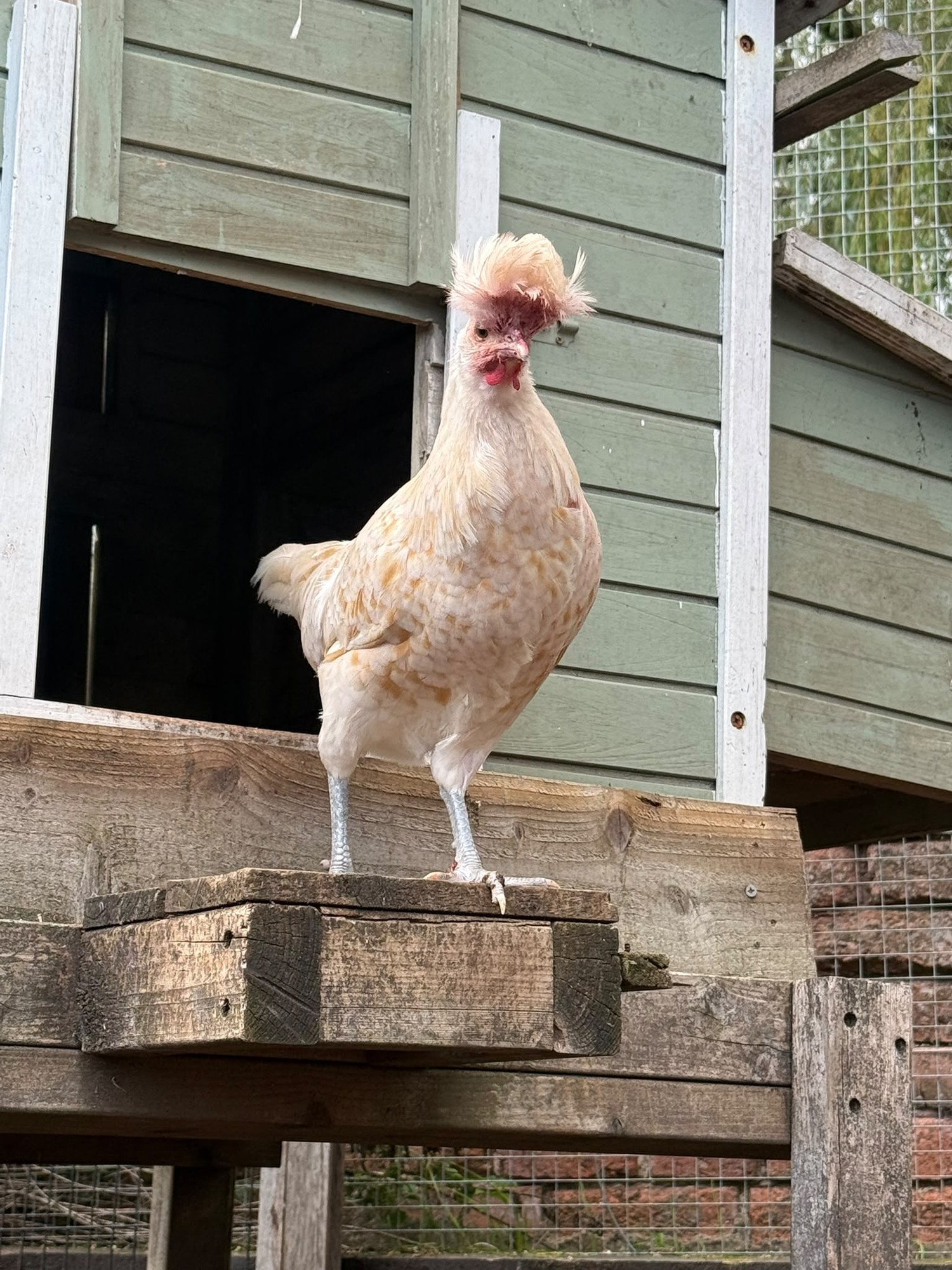 A pale crested chicken at The Dovecote Barn