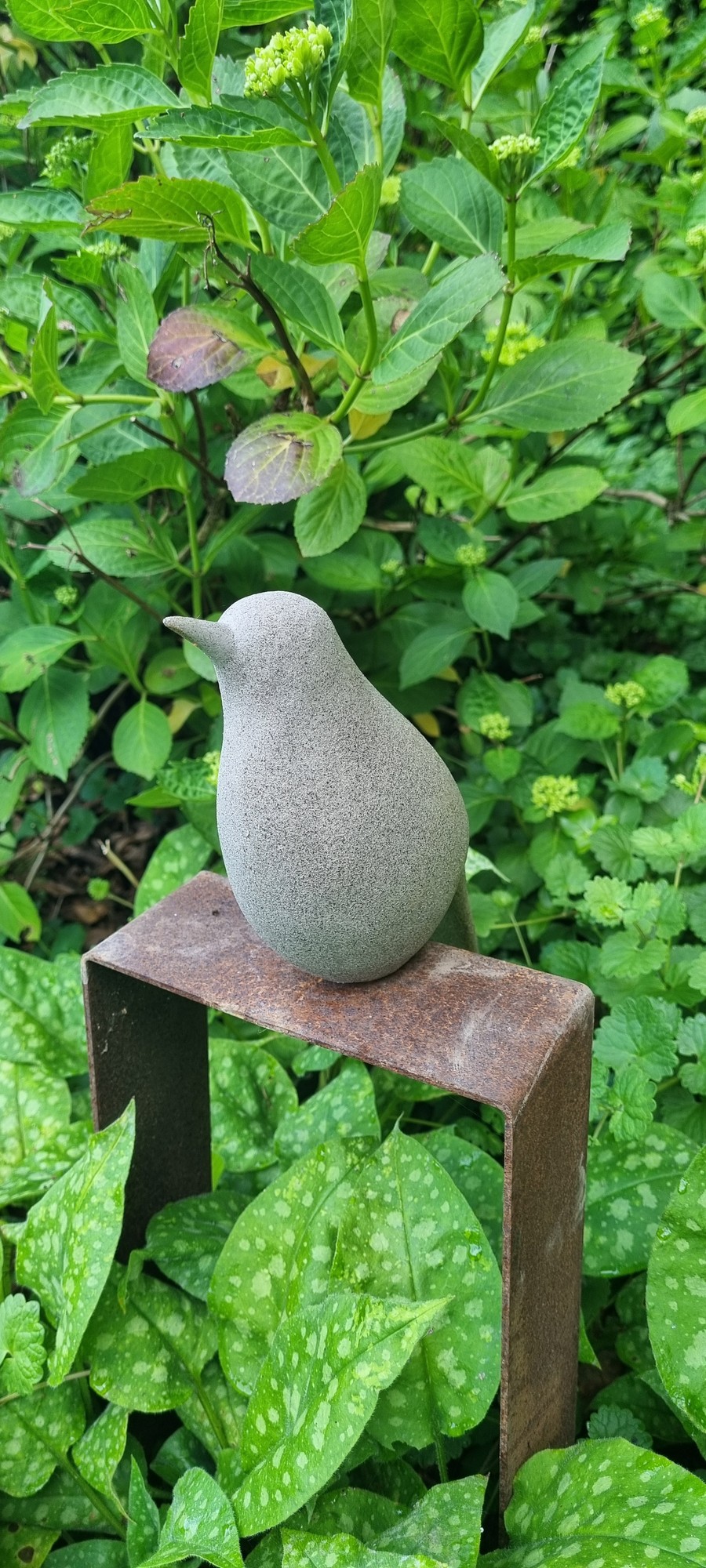 Robin