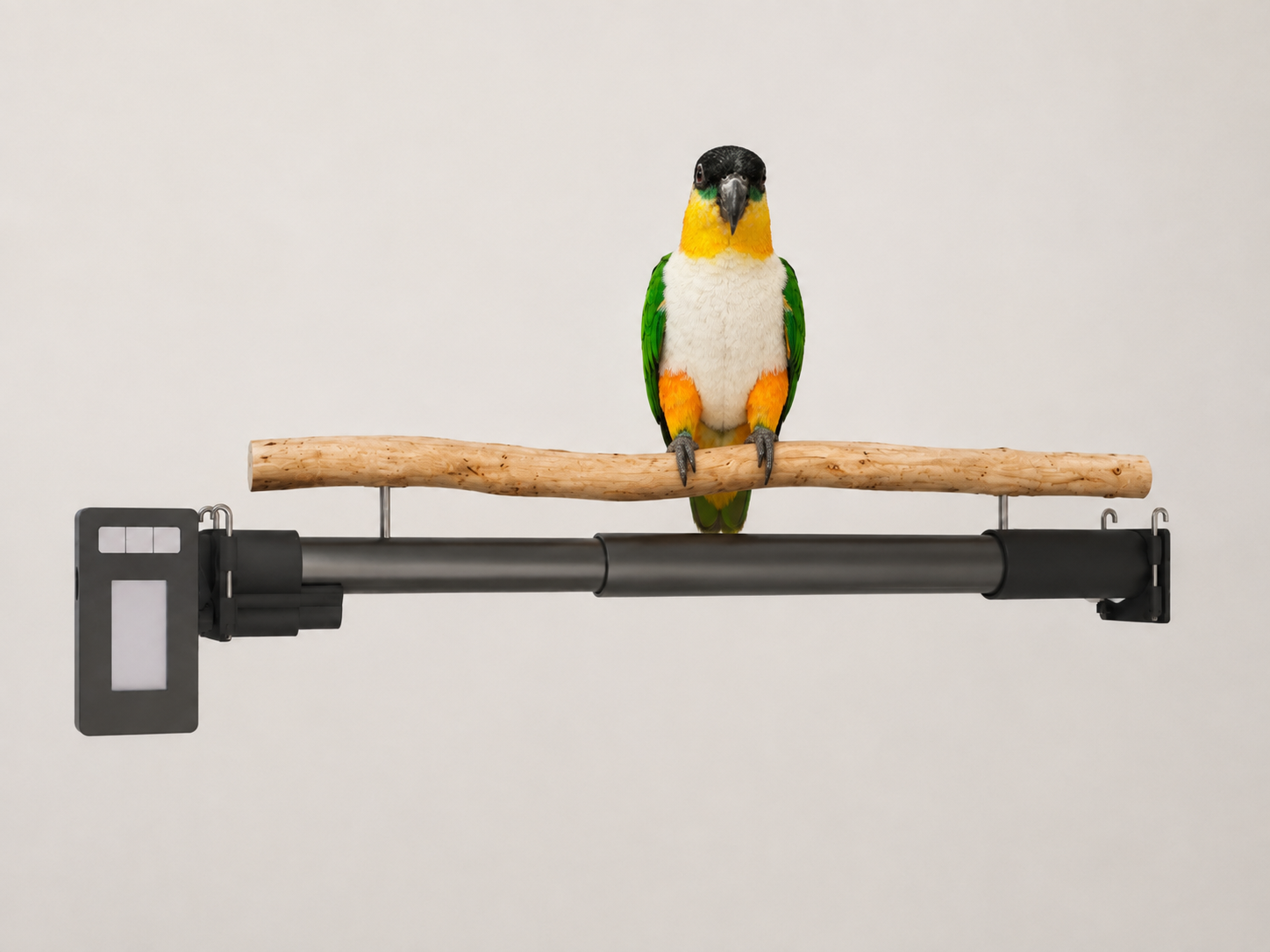 Parrot perched on a LoroBot perch that works as an automatic scale