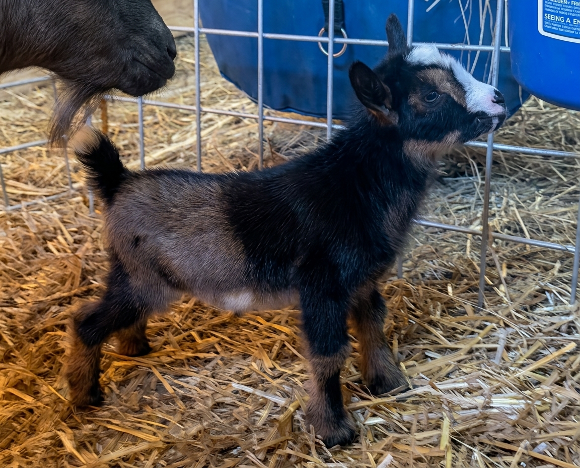 Sunnydale Farm SG TBD
