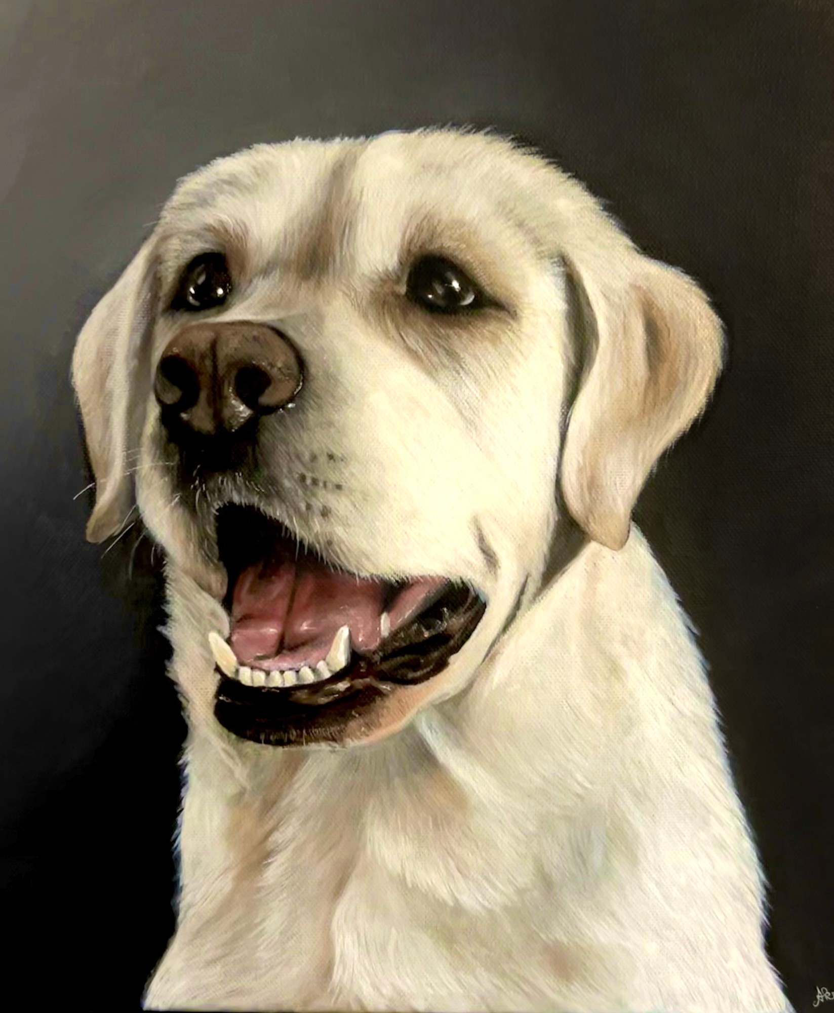 Portrét labradora