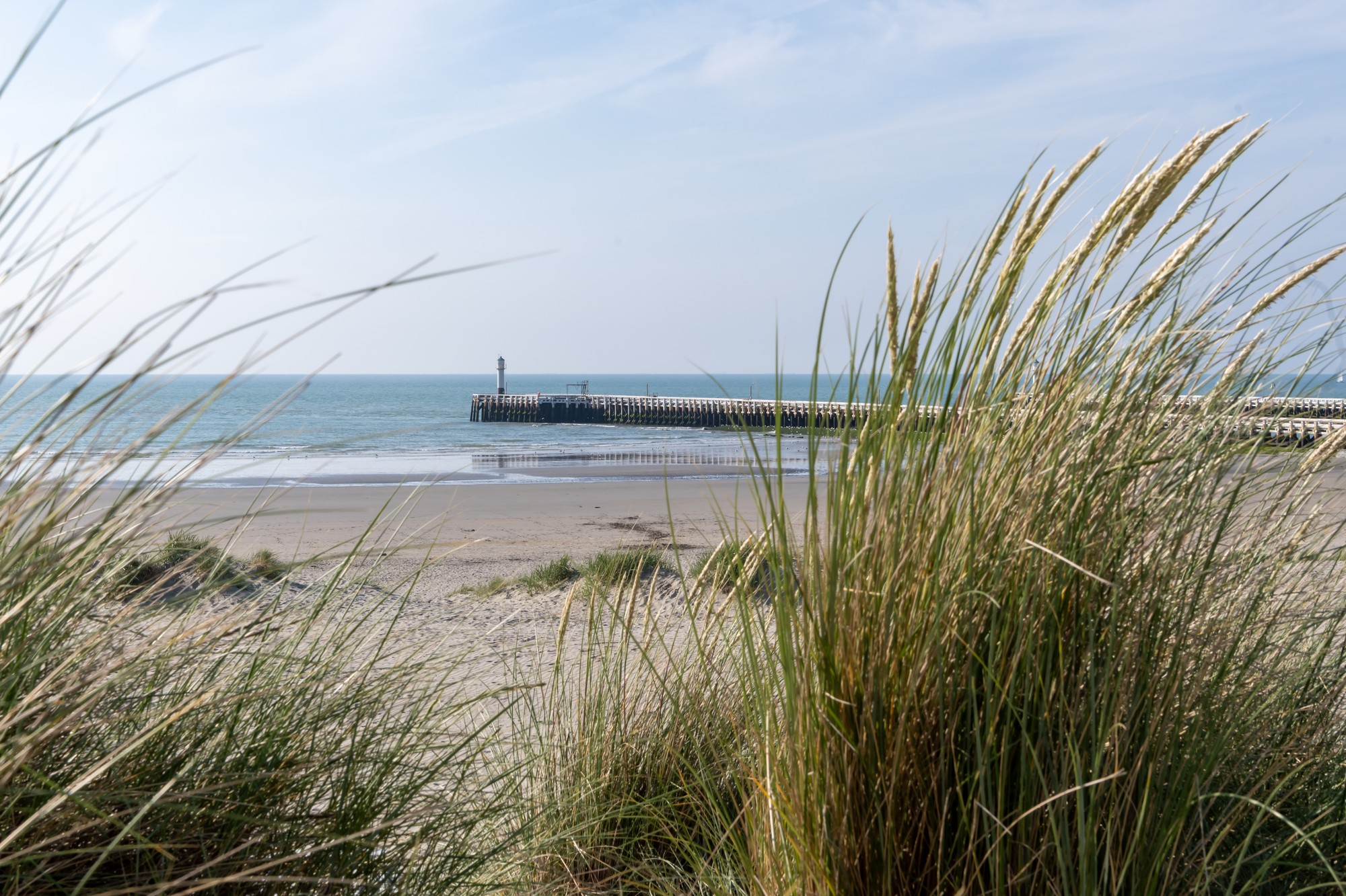 Het strand van Nieuwpoort met duingras en de pier met vuurtoren