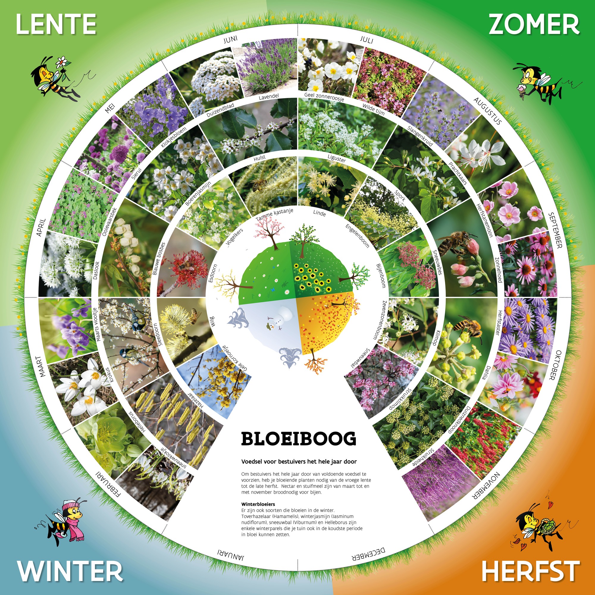Poster bloeiboog — overzicht van bloeiende planten per maand